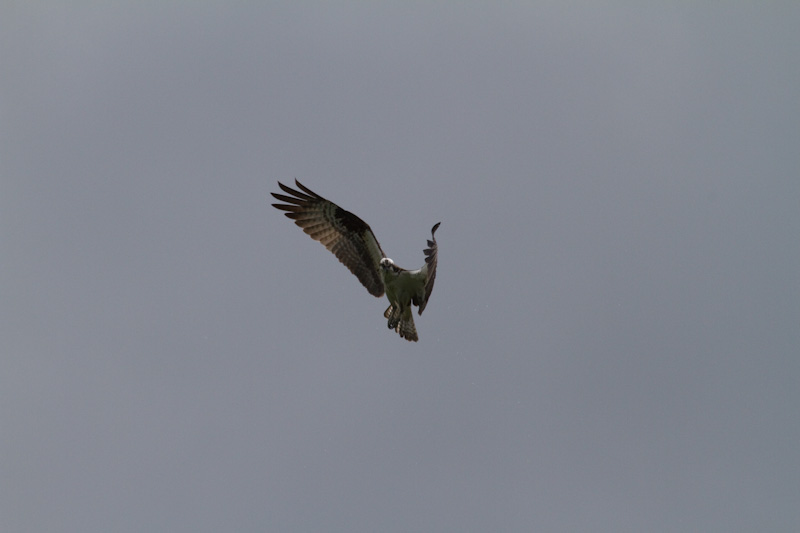 Osprey In Flight